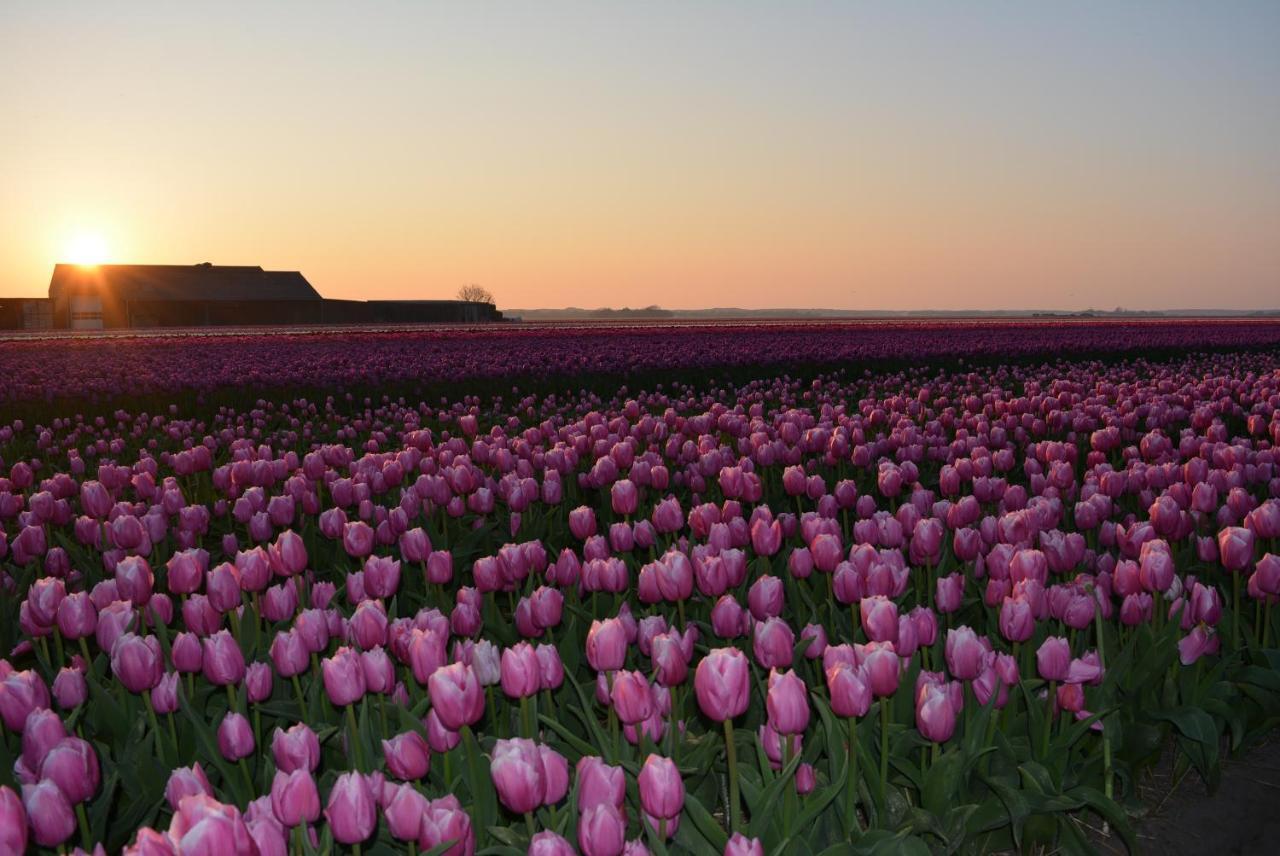Camping De Tulpenweide Lege Kampeerplaats, Lege Plaats Op Het Gras Zonder Bed Breezand Eksteriør bilde